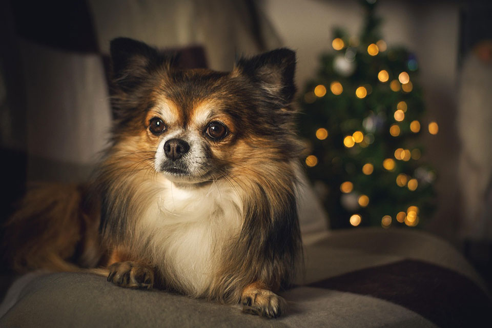 ¿Por qué mi perro ladra tanto y cómo puedo evitarlo?