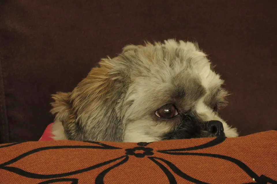 Señales de que tu perro está enfermo y necesita ir al veterinario