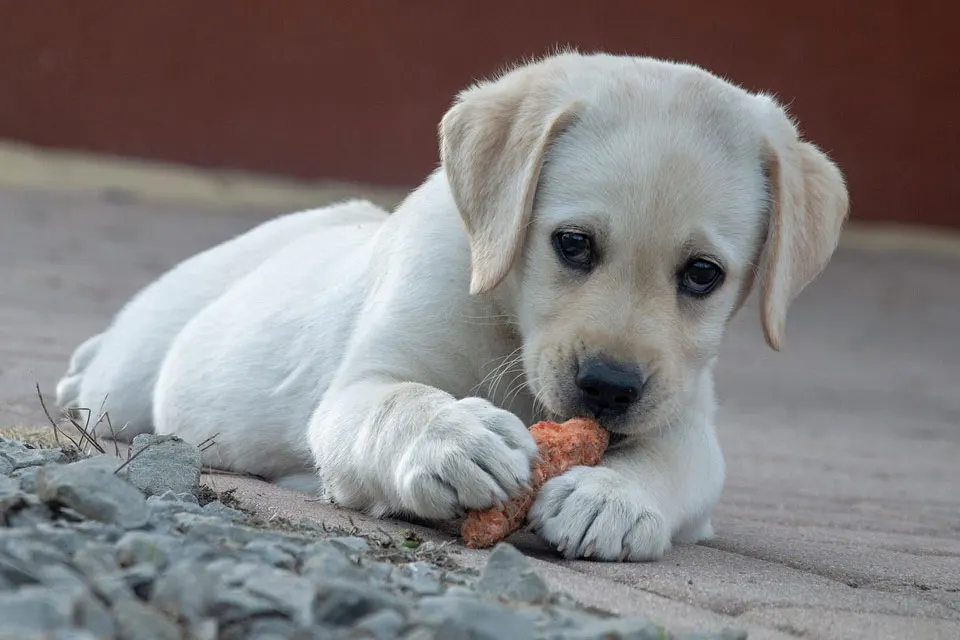 Cómo preparar comida casera saludable para tu perro