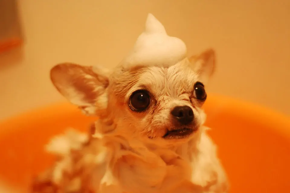 ¿Cada cuánto hay que bañar a un perro?