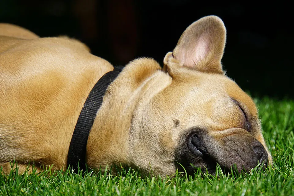 ¿Qué hacer si tu perro vomita o tiene diarrea?