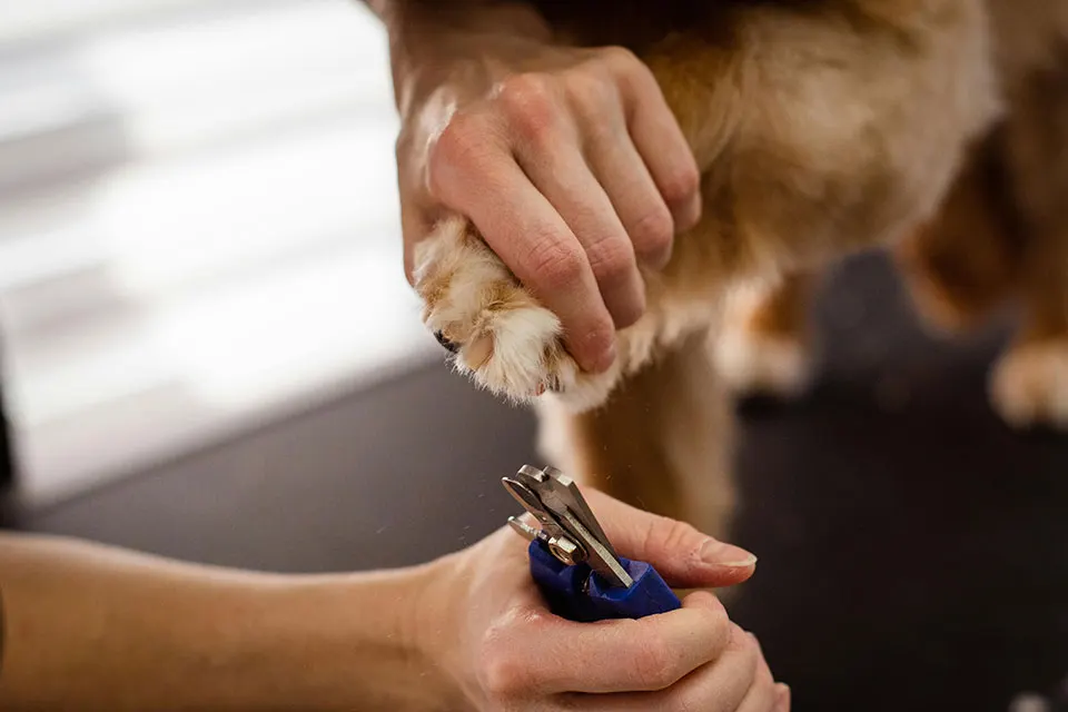 Cómo cortar las uñas de tu perro sin lastimarlo