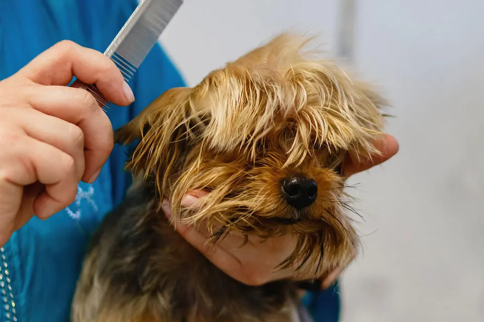 Cómo cepillar correctamente el pelo de tu perro