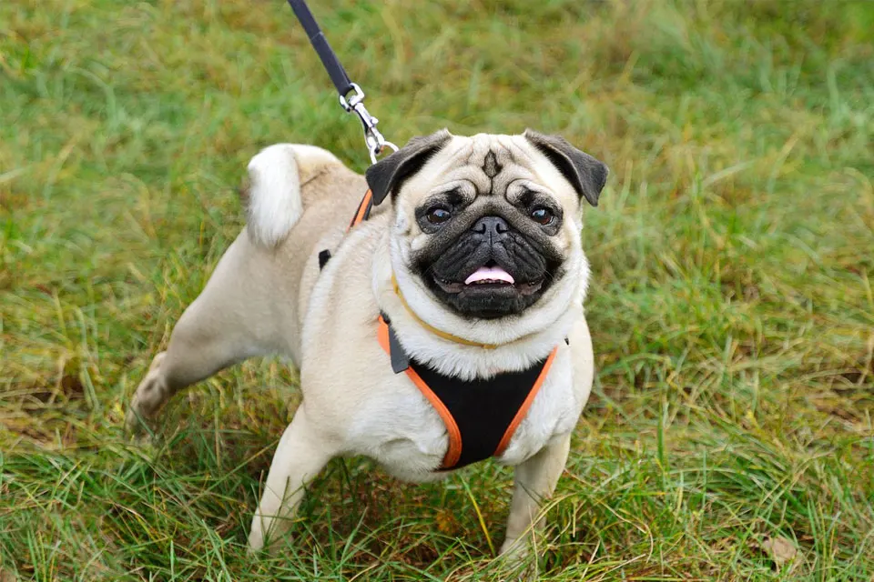 Cómo evitar que tu perro tire de la correa al pasear