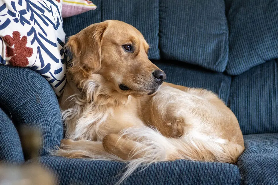 ¿Qué razas de perros son tranquilas y perfectas para familias?