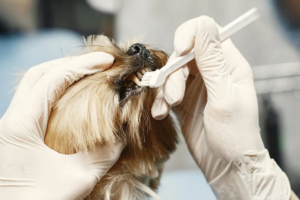 Higiene dental canina: cómo limpiar los dientes de tu perro