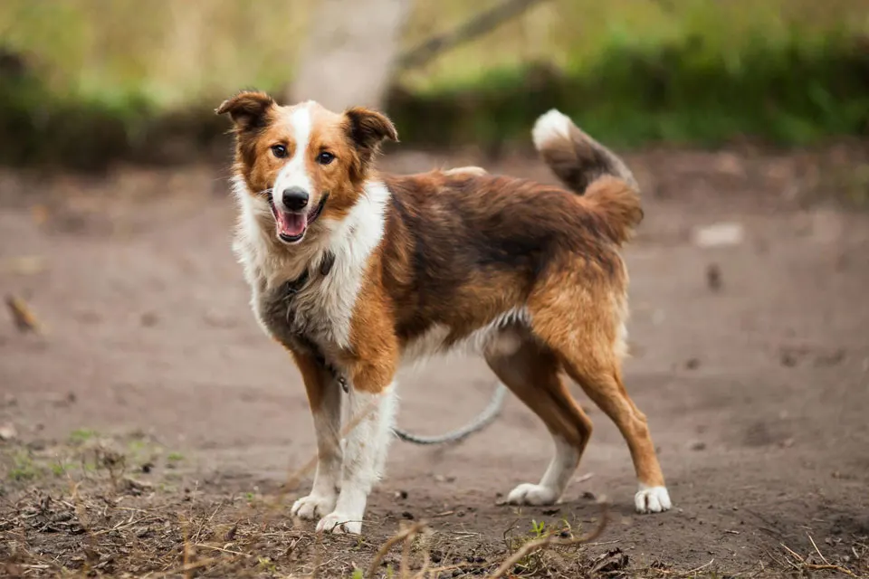 Los perros más inteligentes del mundo y cómo se clasifican