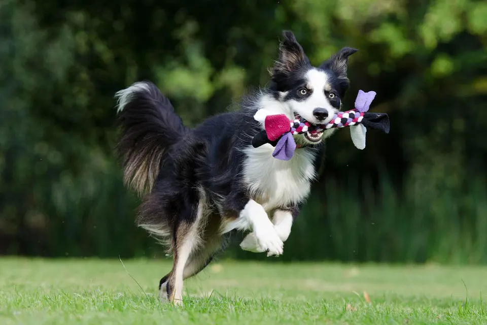 ¿Qué juegos de inteligencia pueden estimular la mente de tu perro?