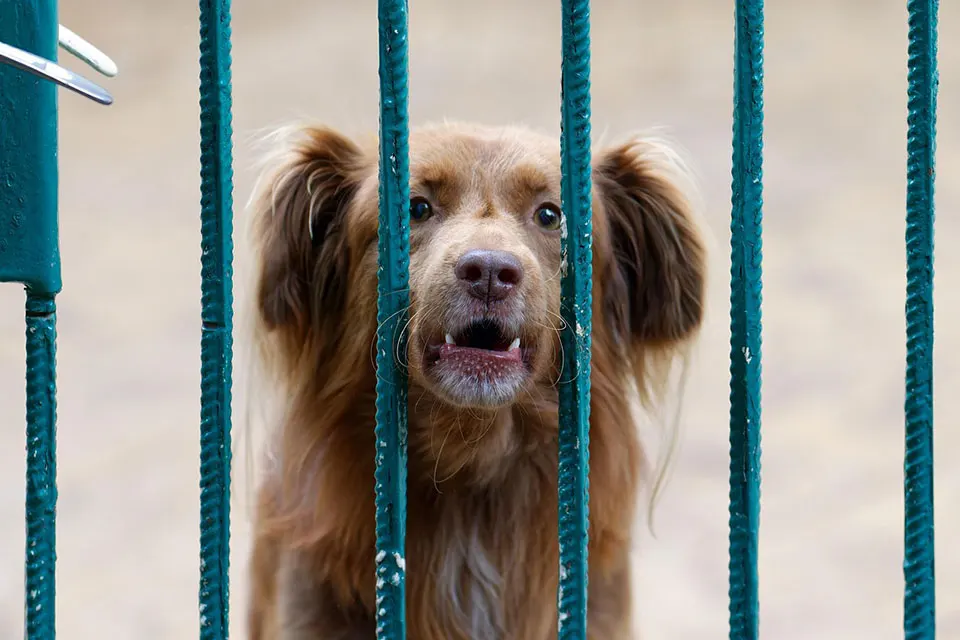 Cómo corregir la agresividad en perros