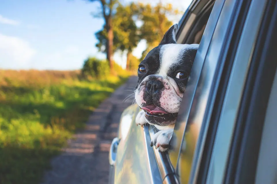 Tips para viajar con tu perro en coche o avión