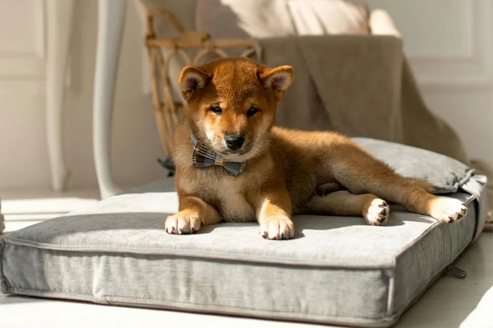 Cómo elegir la cama ideal para tu perro