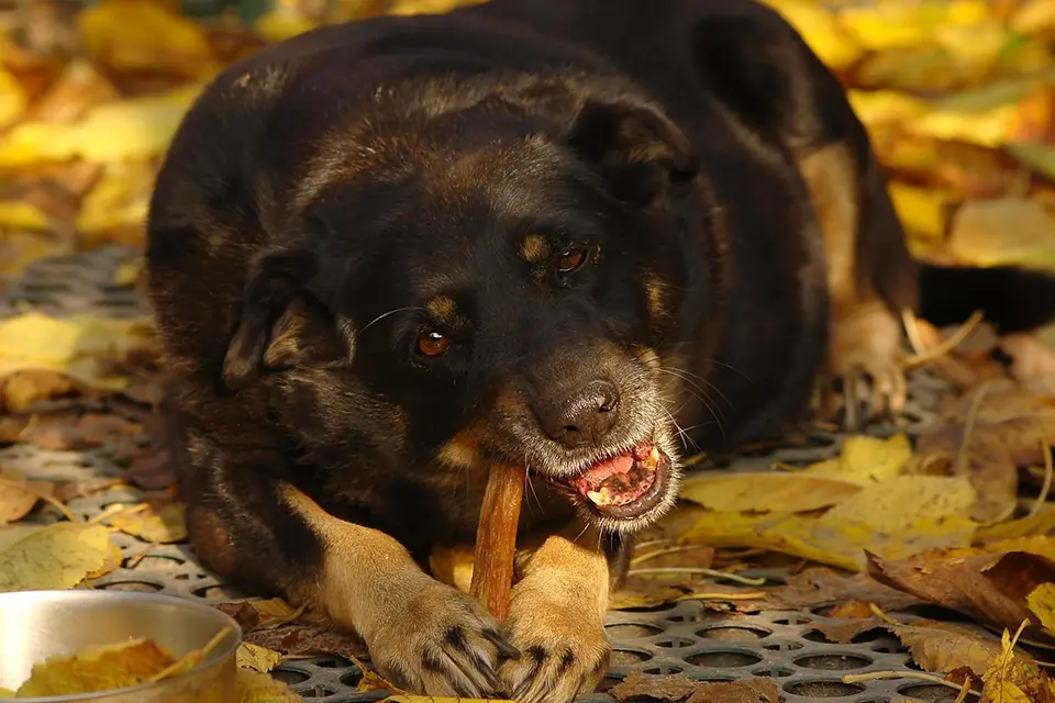 ¿Por qué mi perro come demasiado rápido y cómo evitarlo?