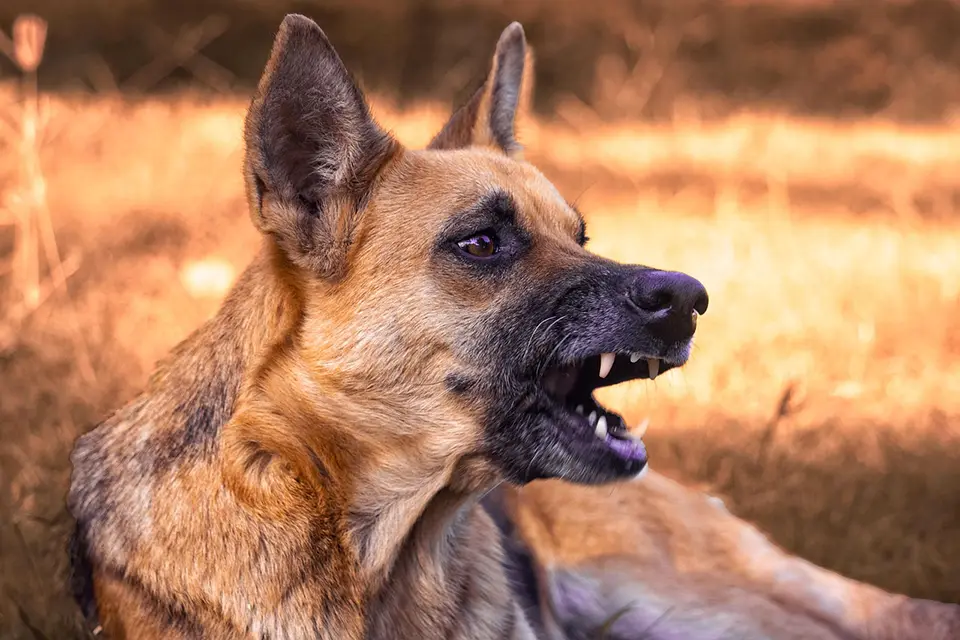Qué hacer si tu perro desobedece sistemáticamente los comandos básicos