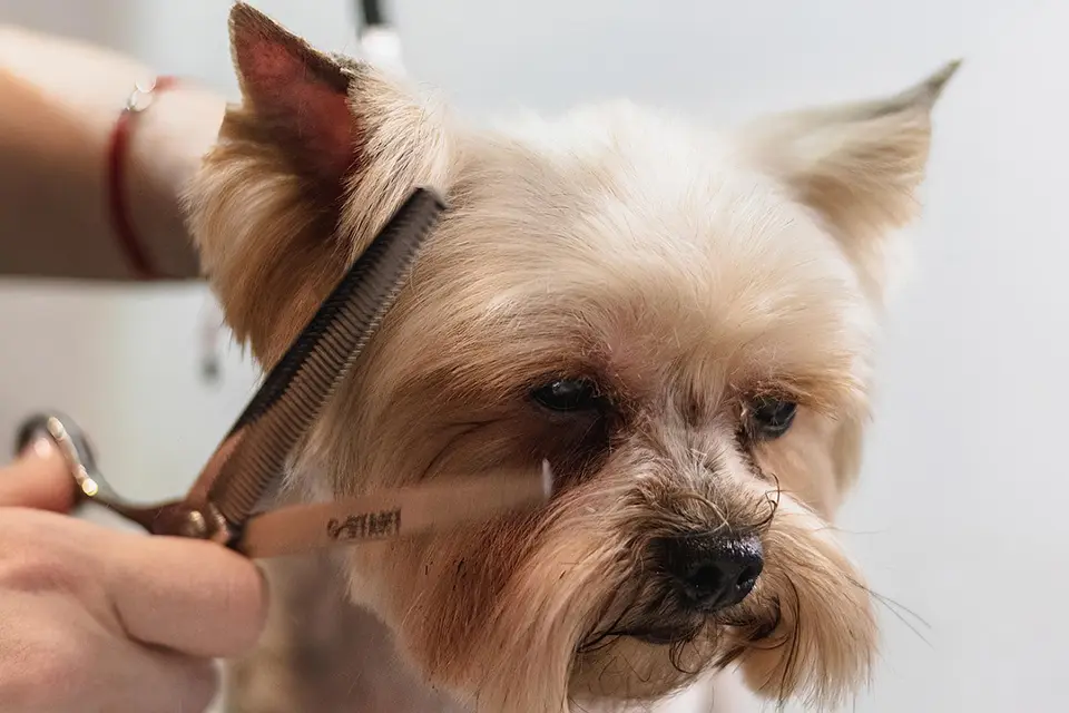 ¿Cuándo es momento de llevar a tu perro al peluquero canino?