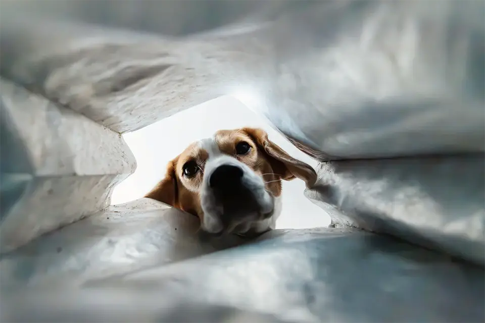 Cómo evitar que tu perro saque cosas del cubo de basura