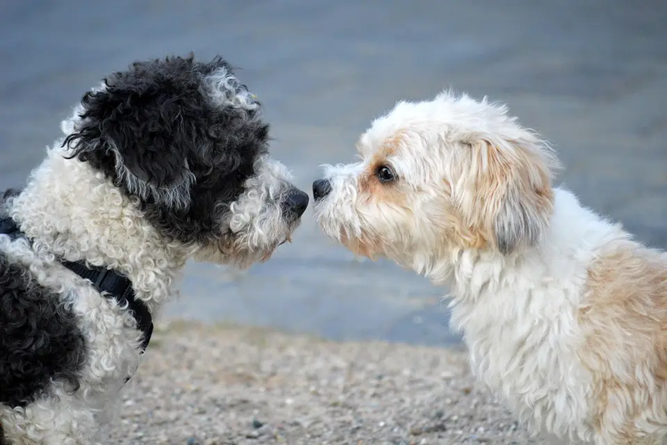 Gestionar la convivencia entre dos perros en el mismo hogar
