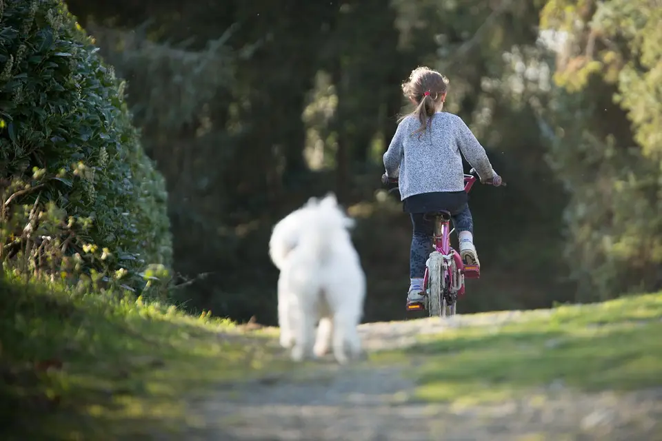 Cómo prevenir que tu perro persiga bicicletas o patinetes