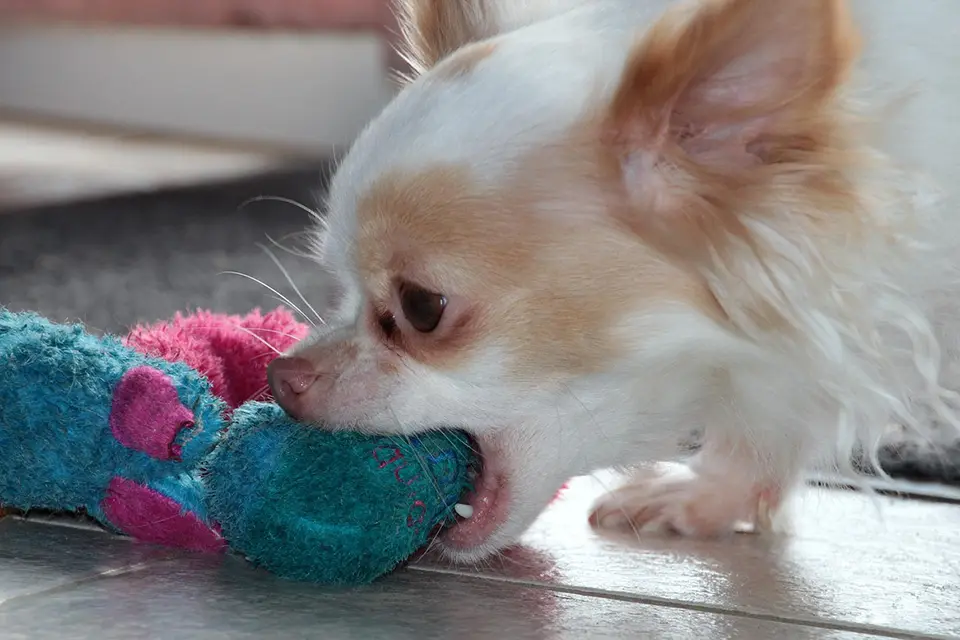 Cómo enseñar a tu perro a soltar objetos sin tirones