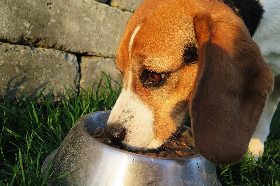 Cómo reducir la ingesta de calorías en un perro con sobrepeso