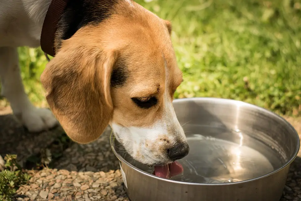¿Cuánta agua debe beber un perro según su peso y actividad?