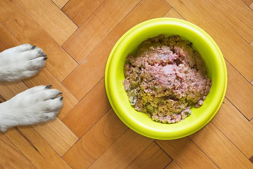 ¿Es buena la dieta sin grano para perros con alergias alimentarias?