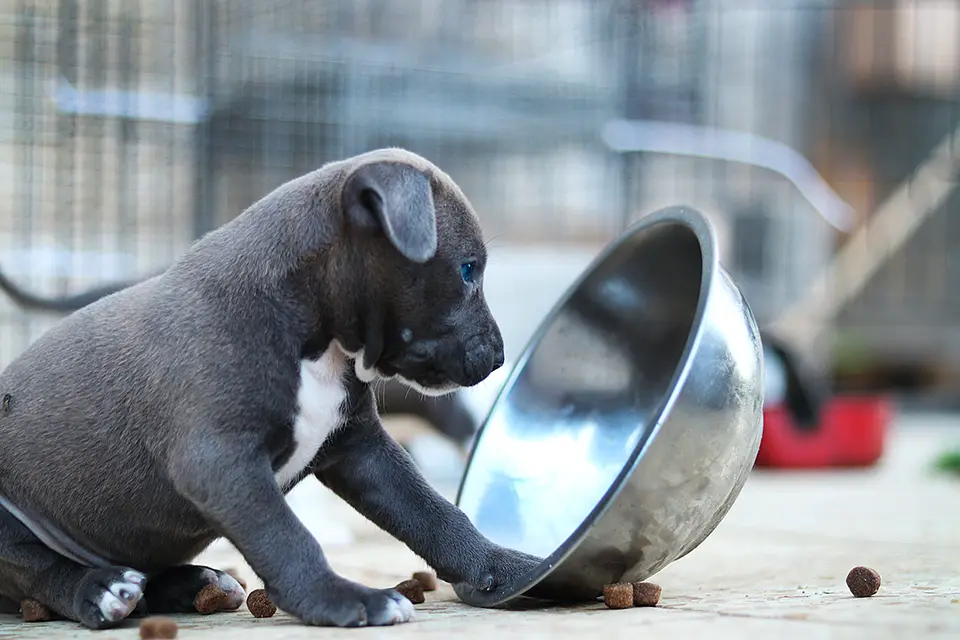 ¿Por qué mi perro no quiere comer su pienso y qué debo hacer?