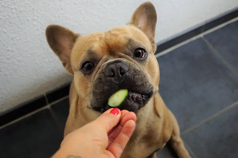 ¿Cómo saber si mi perro tiene deficiencia de vitaminas?