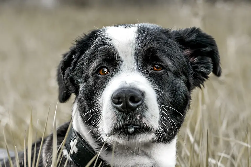 ¿Qué señales indican que mi perro podría tener una infección urinaria?