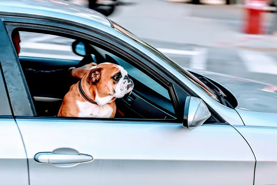 ¿Cómo preparar a mi perro para un viaje largo en coche?