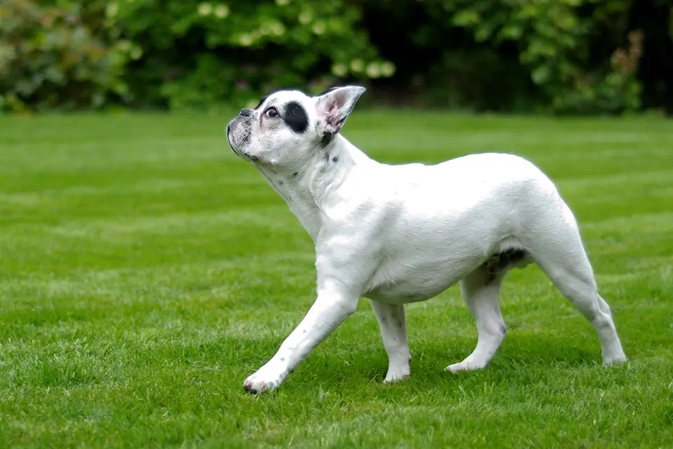 ¿Cómo puedo enseñar a mi perro a caminar correctamente con correa?