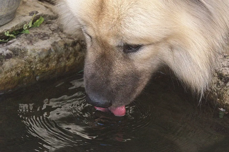 ¿Cómo saber si mi perro bebe suficiente agua al día?