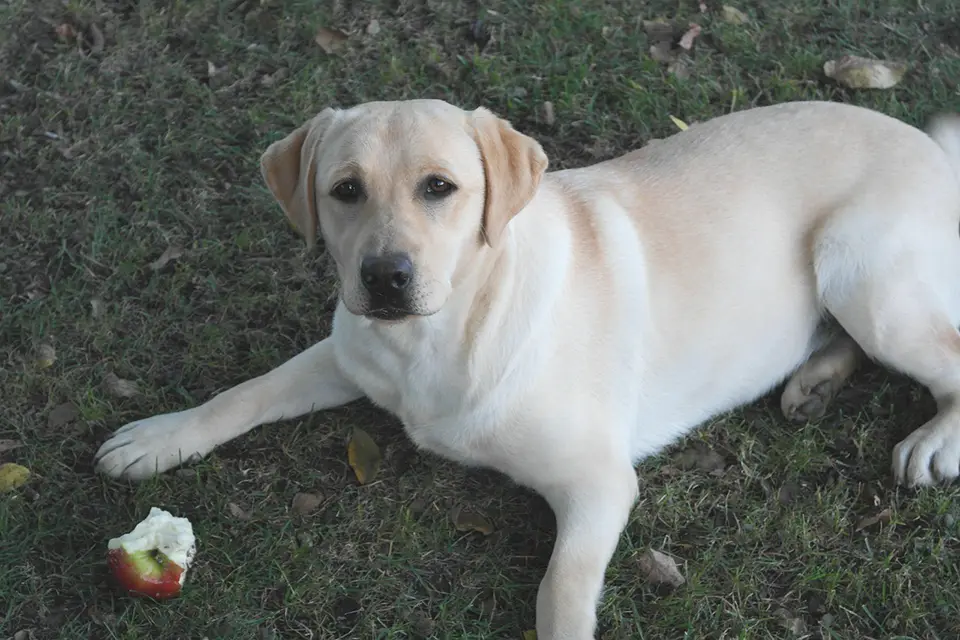 ¿Qué frutas son seguras para dar como premio a mi perro?