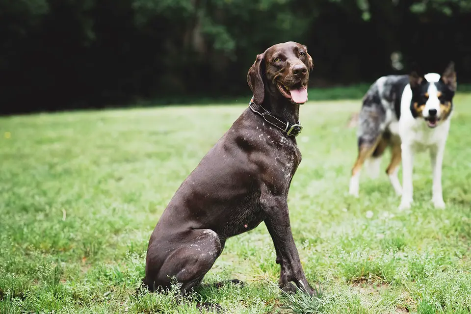 ¿Cómo entrenar a un cachorro para que obedezca las órdenes básicas?