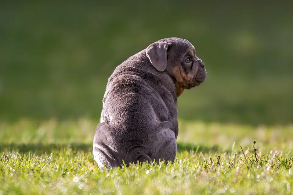 ¿Por qué algunos perros comen sus heces y cómo corregirlo?