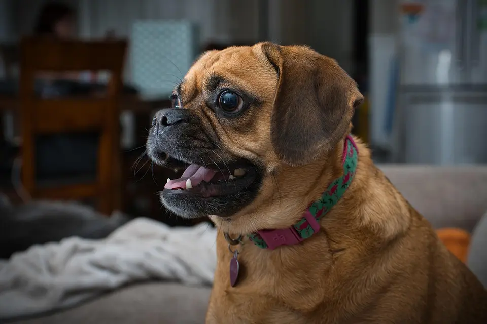 ¿Cómo evitar que mi perro ladre cuando se queda solo en casa?