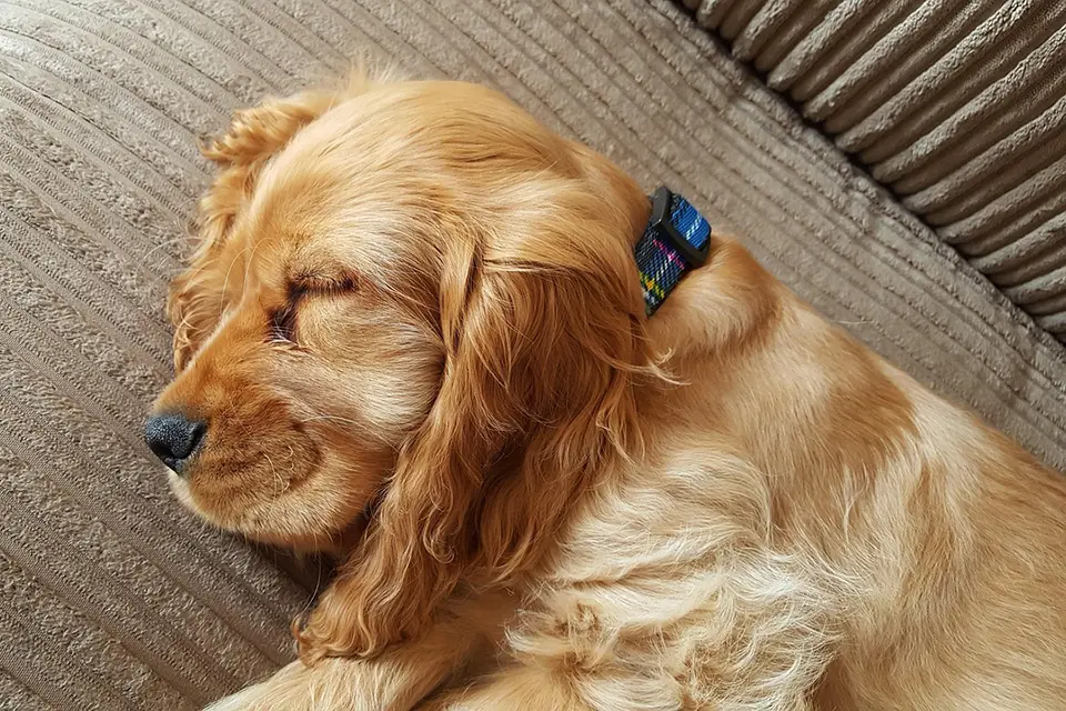 ¿Por qué mi perro respira rápido mientras duerme?