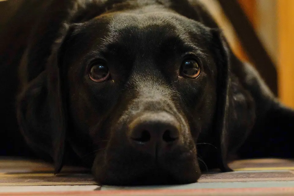 ¿Por qué mi perro bebe del inodoro y cómo evitarlo?