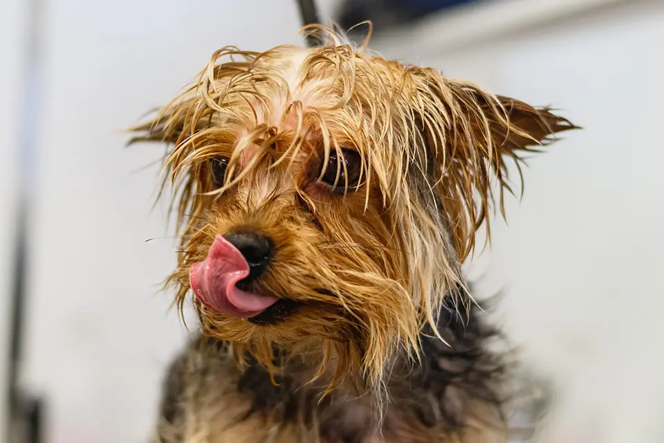 ¿Puedo usar champú humano para bañar a mi perro?