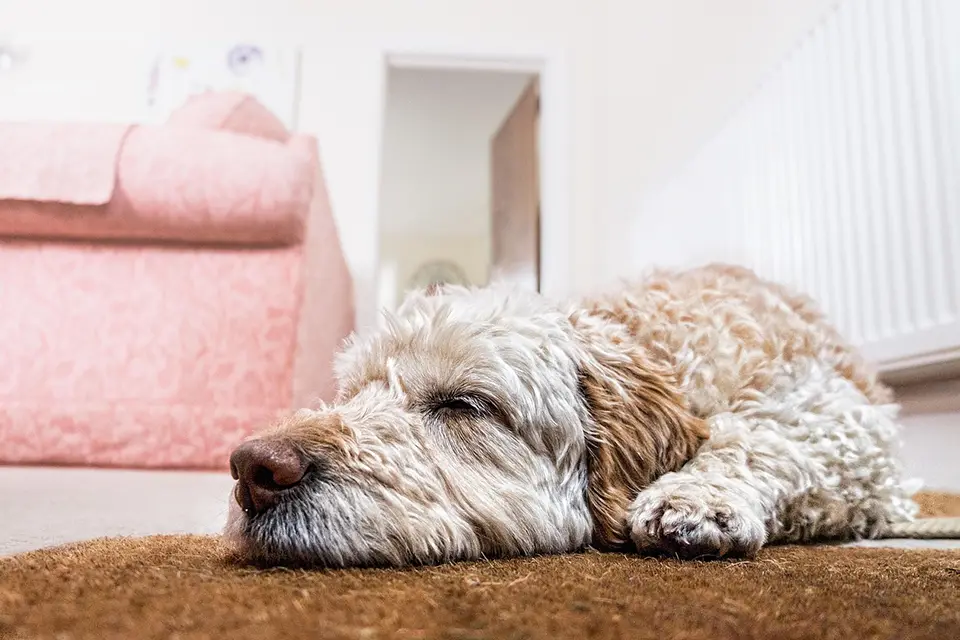 ¿Qué hacer si mi perro no quiere salir a pasear?