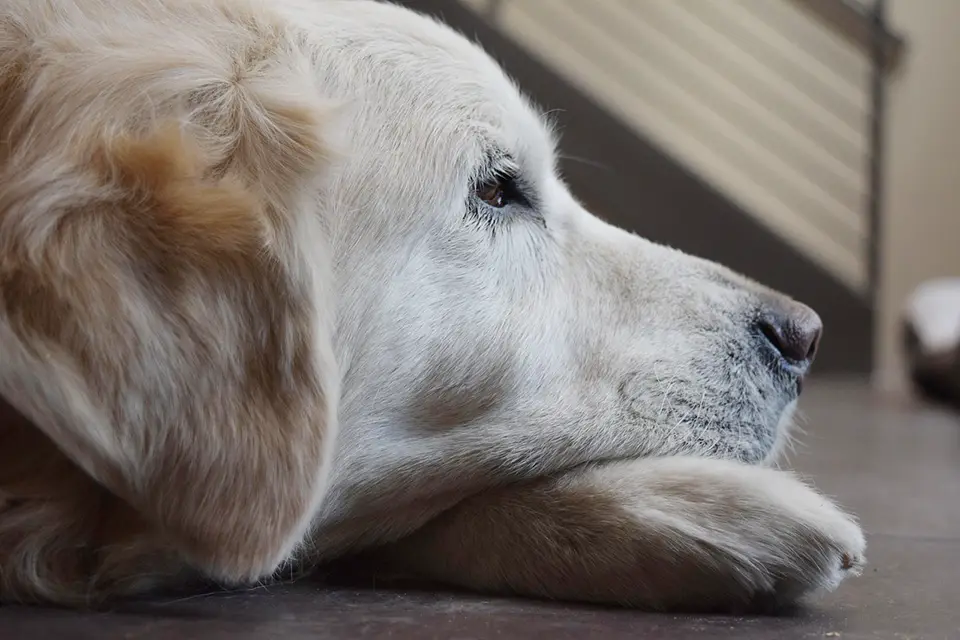 ¿Puedo dejar solo a mi perro durante mis vacaciones?