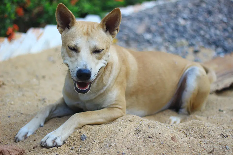 ¿Por qué mi perro entierra su comida?