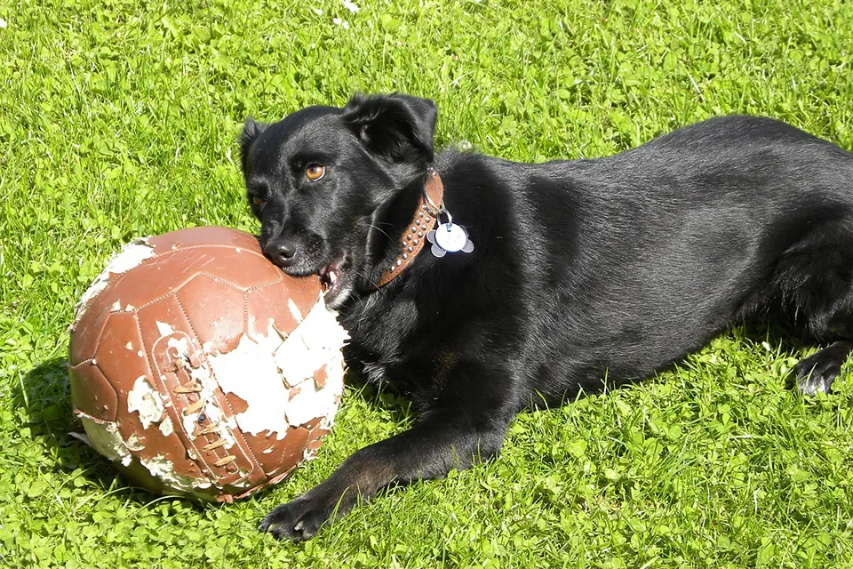 ¿Cómo corregir el comportamiento destructivo de mi perro?