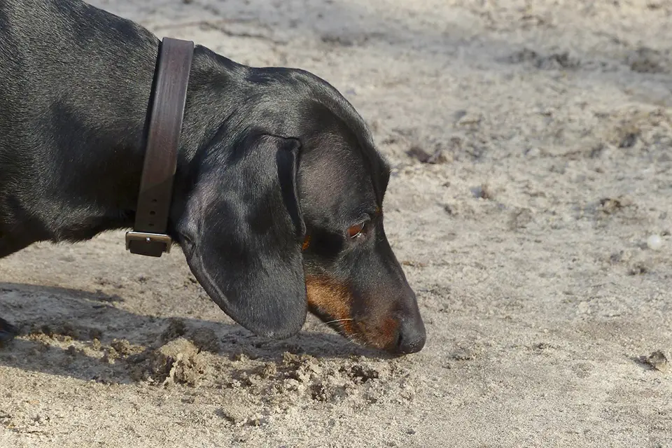 ¿Por qué los perros olfatean tanto durante el paseo?