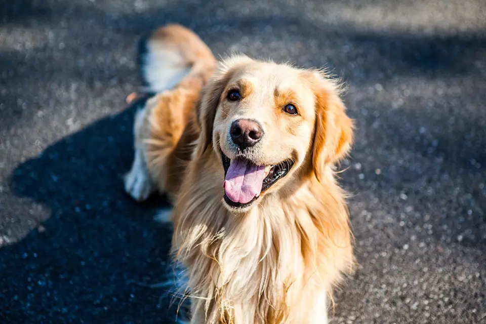 ¿Cuánto pesa un golden retriever adulto promedio?