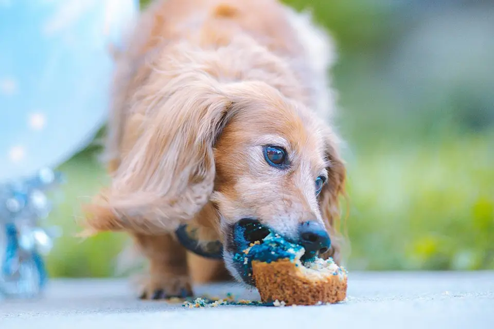 ¿Qué hacer si mi perro no mastica bien su comida?