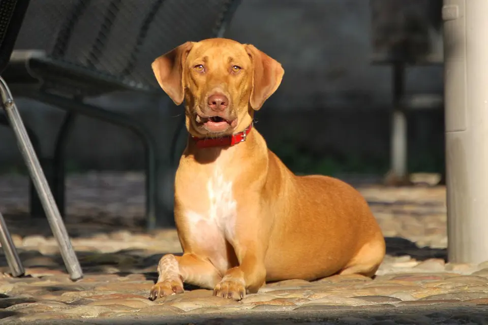 ¿Por qué mi perro come menos en verano?