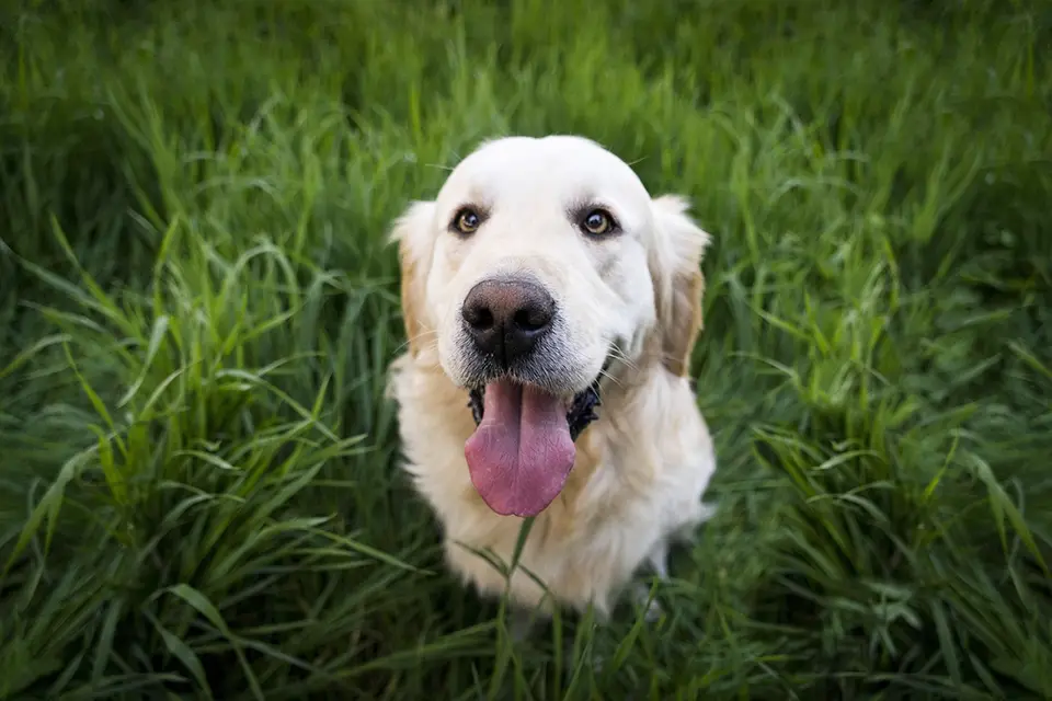 ¿Por qué mi perro se orina cuando se emociona?