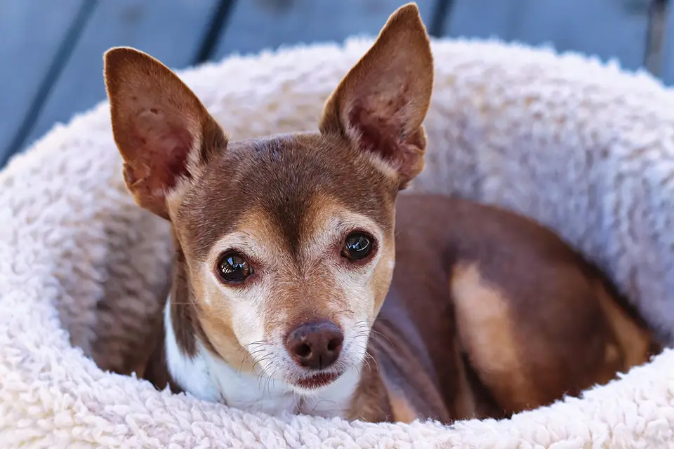 ¿Cómo identificar un perro con problemas de audición?