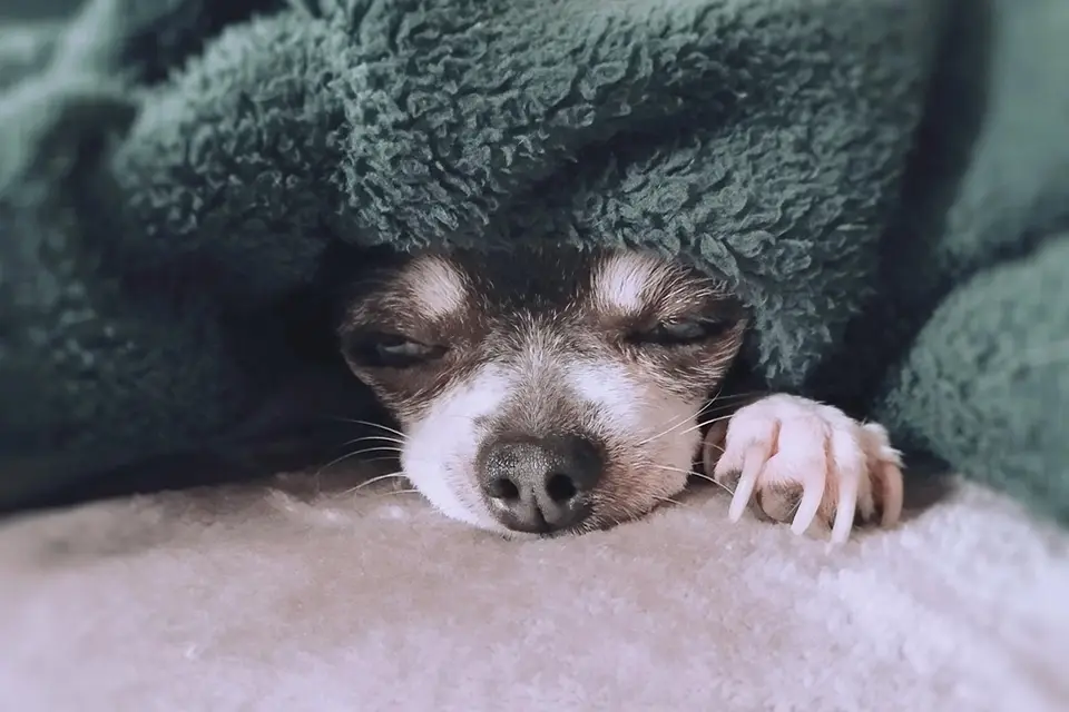 ¿Cómo debe ser la alimentación de un perro con cáncer?