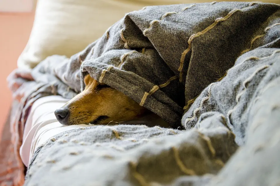 ¿Por qué mi perro rasca el suelo antes de acostarse?